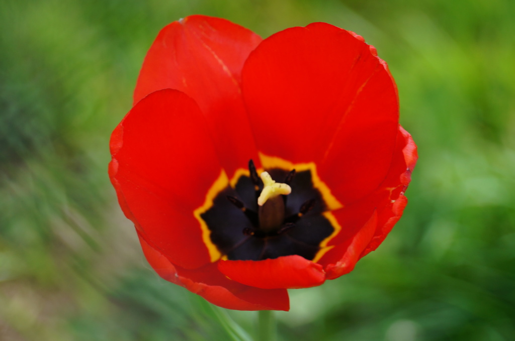 Bětka vyfotila nádherně tulipán